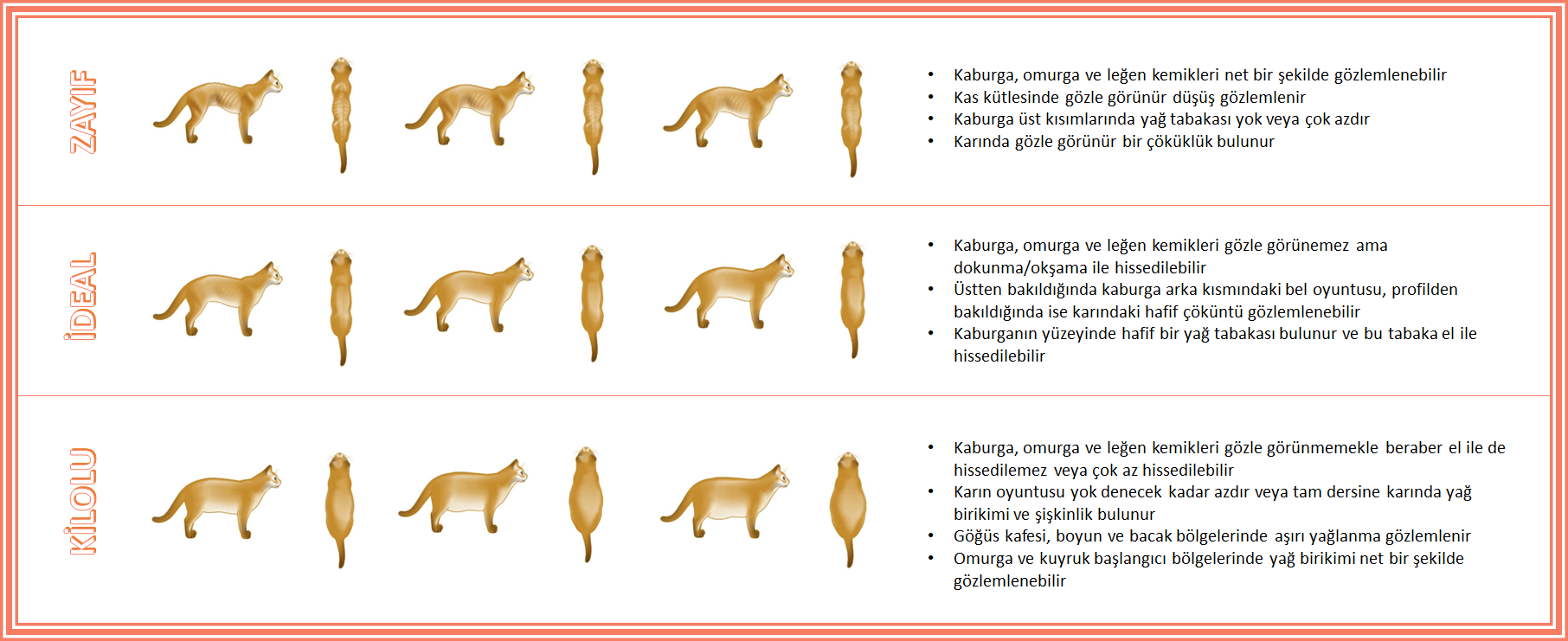 Kedilerin ideal kilosu nasıl anlaşılır?