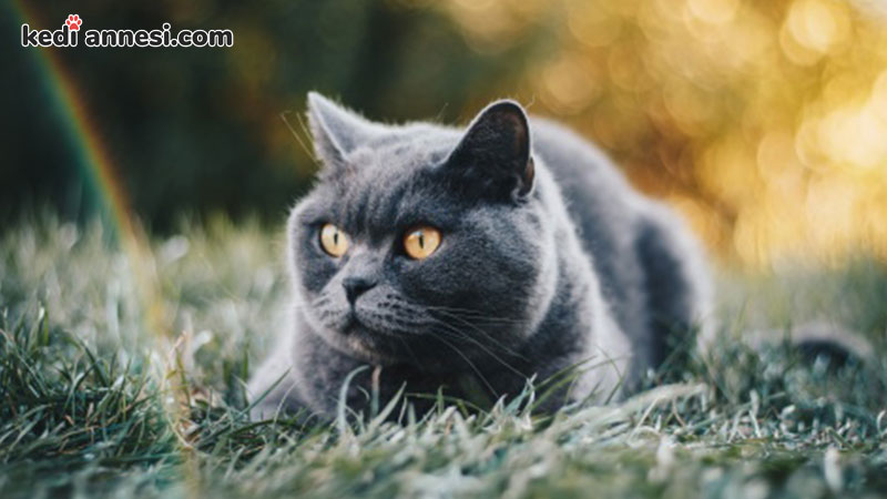 British Shorthair Kısa Tüylü Kedi Cinsleri